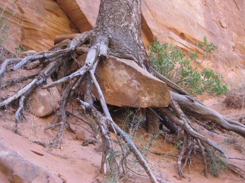 rooting
