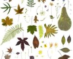 Permalink naar Oktober- herfst, workshop, lessen oktober est1966
