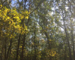 Permalink naar November- yoga online, vitamine D
