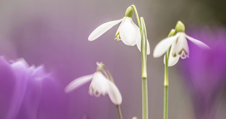 Maart– lente in de lucht- yoga