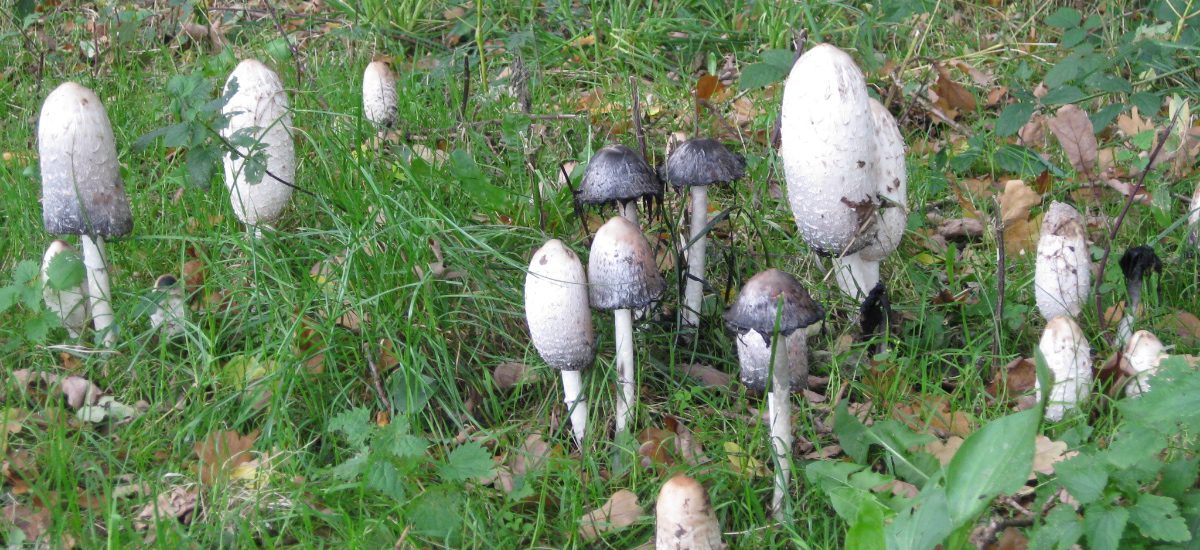 Oktober- herfst, yoga, kunst