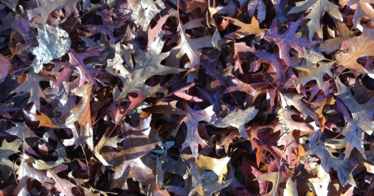 November- korte dagen, tijd voor yoga!