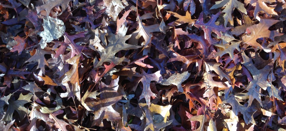 November- korte dagen, tijd voor yoga!