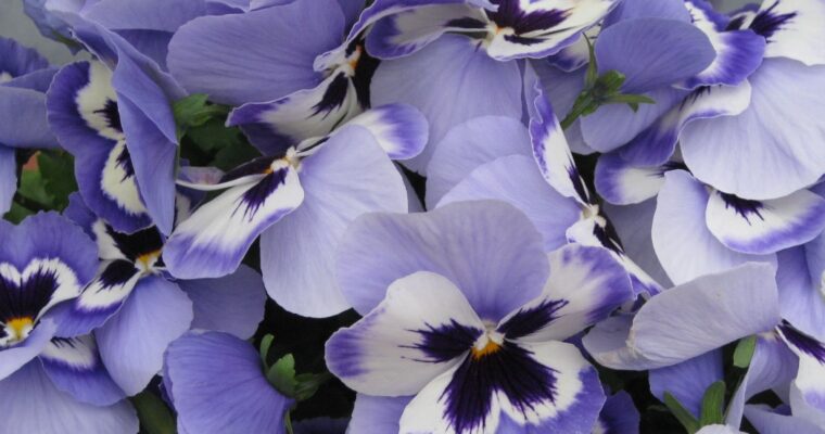 April- ontluikende natuur & yoga