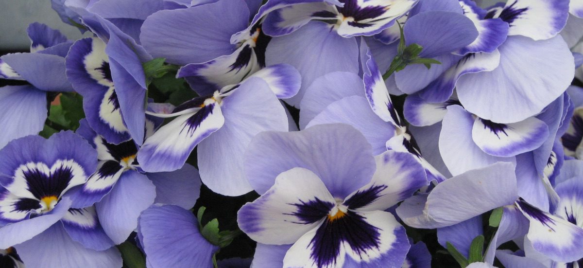 April- ontluikende natuur & yoga