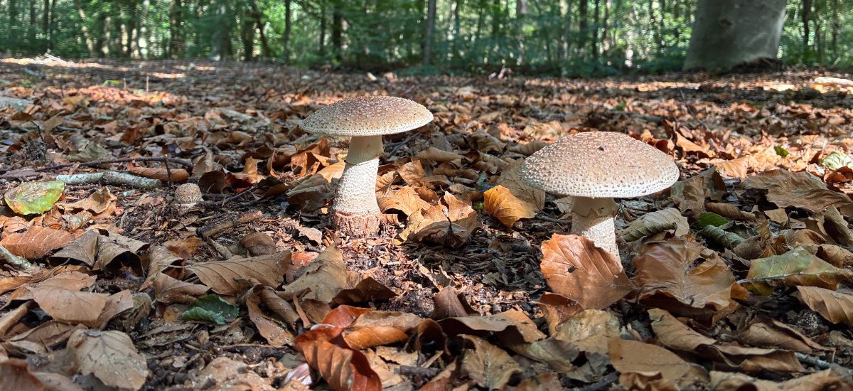 Oktober- herfst, yoga, kunst